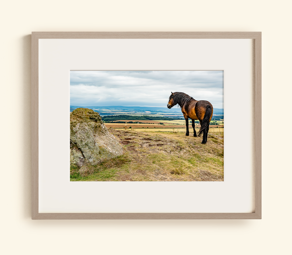Horse Overlooking the Scottish Countryside