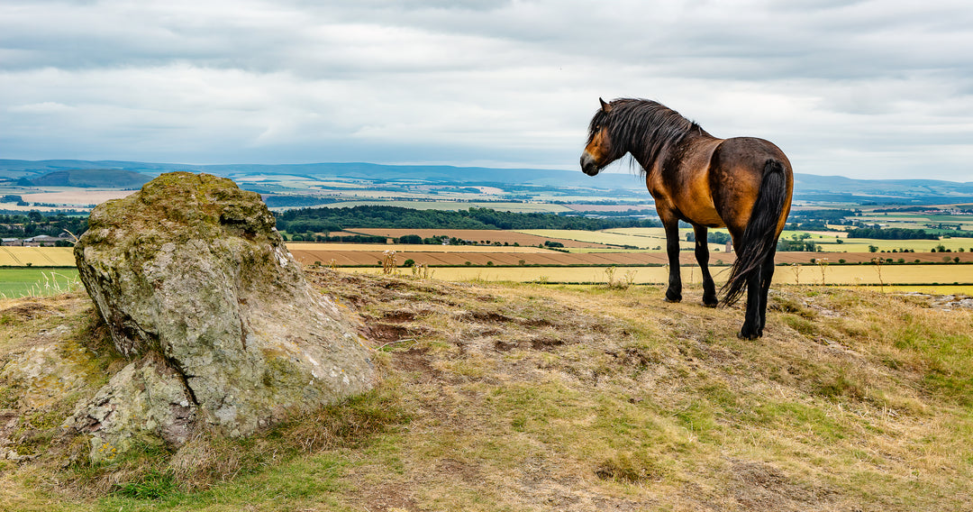 Horse Overlooking the Scottish Countryside
