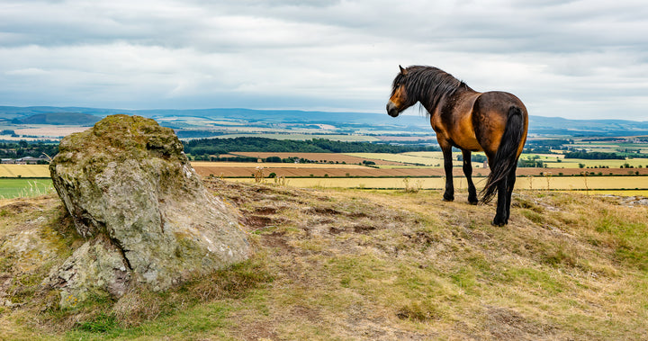 Horse Overlooking the Scottish Countryside
